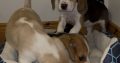 Foot Beagle Puppies ðŸ¶