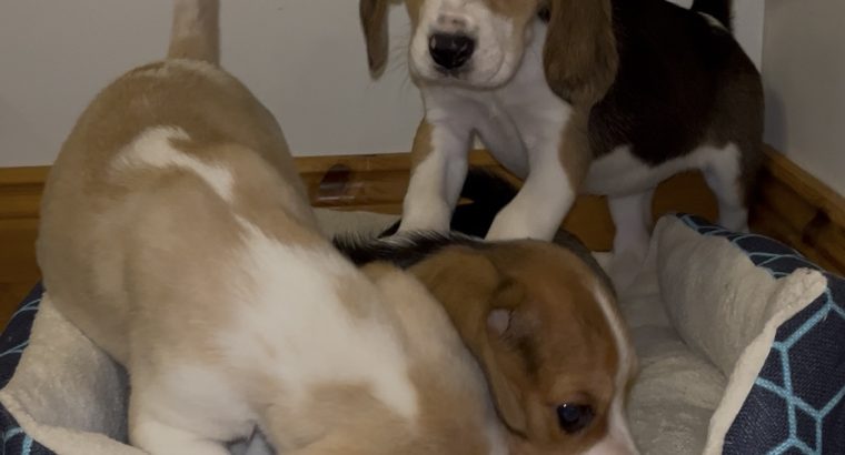 Foot Beagle Puppies ðŸ¶