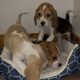 Foot Beagle Puppies ðŸ¶