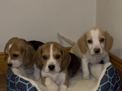 Foot Beagle Puppies ðŸ¶