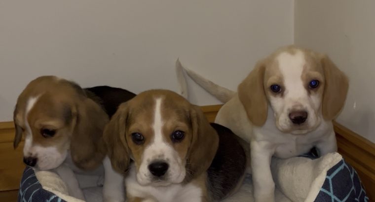 Foot Beagle Puppies ðŸ¶