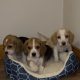 Foot Beagle Puppies ðŸ¶
