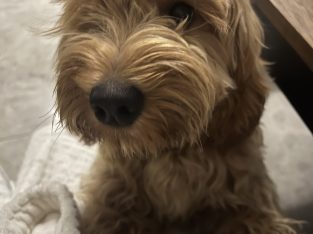 Beautiful cockapoo