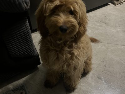Beautiful cockapoo