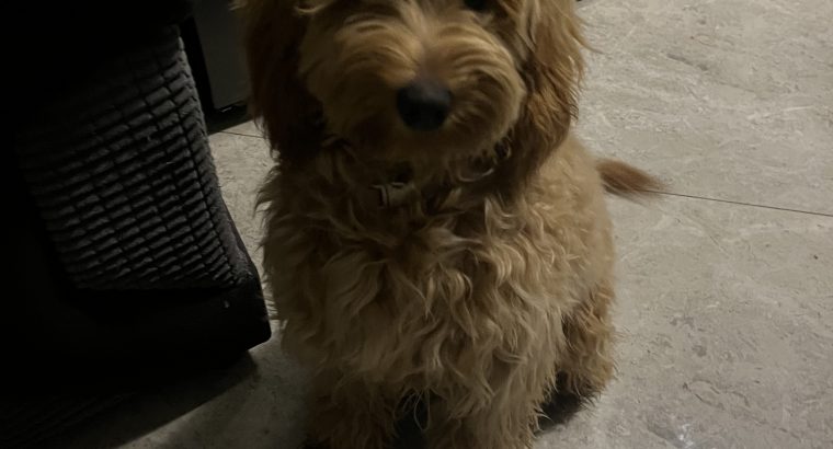 Beautiful cockapoo