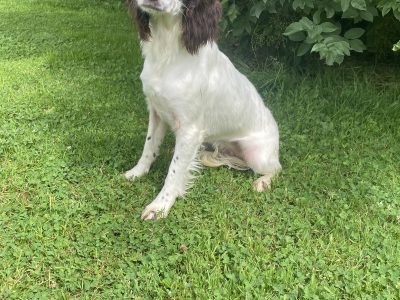 Beautiful Springer Spaniel