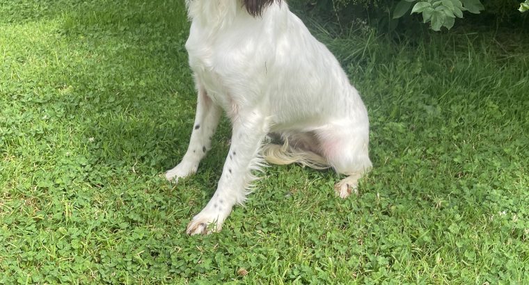Beautiful Springer Spaniel