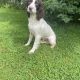 Beautiful Springer Spaniel