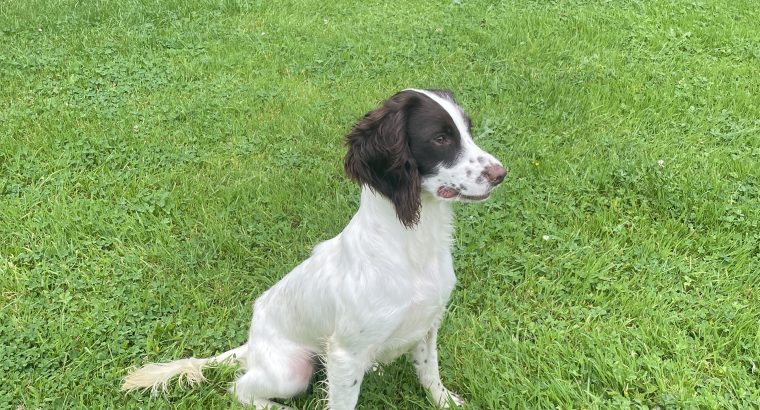 Beautiful Springer Spaniel