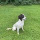 Beautiful Springer Spaniel