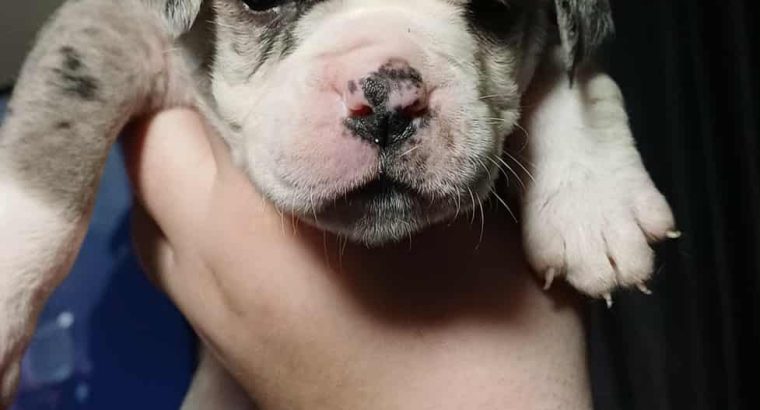 Olde english bulldog puppies for sale