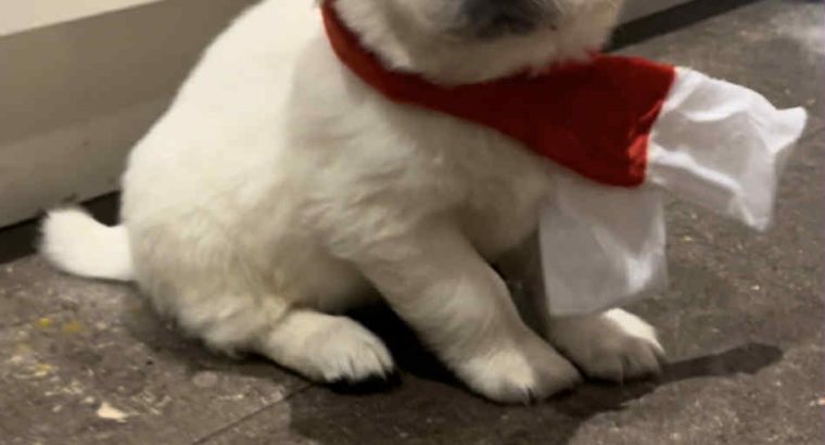 Beautiful golden retrievers