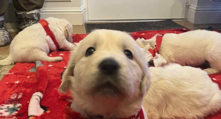 Beautiful golden retrievers