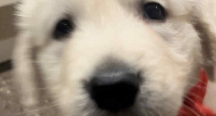 Beautiful golden retrievers