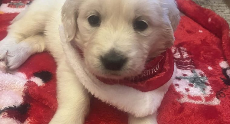 Beautiful golden retrievers
