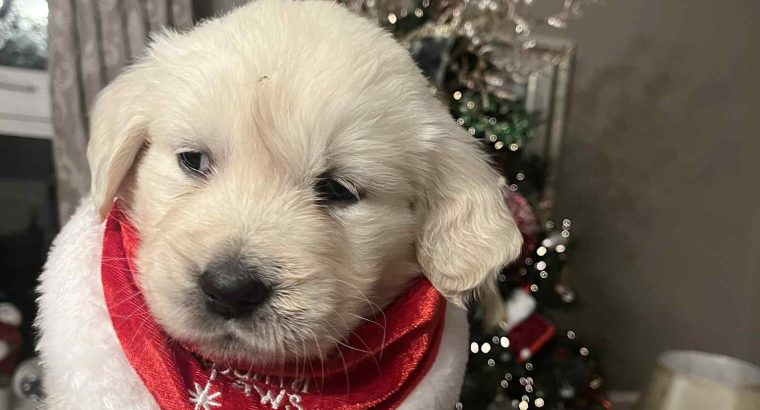 Beautiful golden retrievers