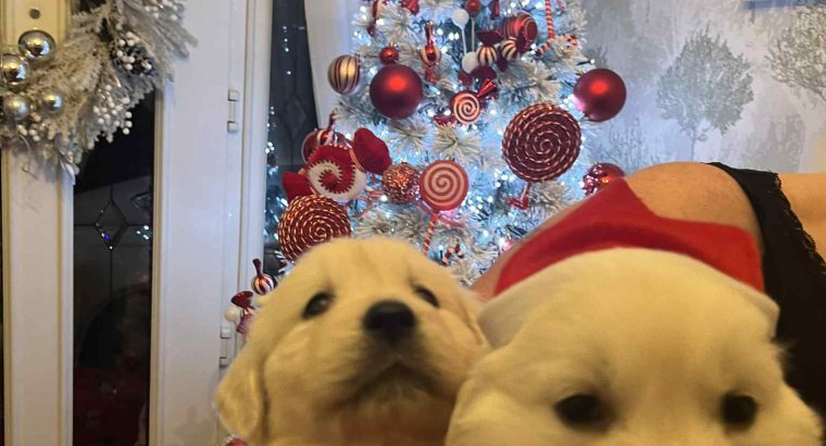 Beautiful golden retrievers