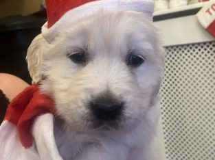 Beautiful golden retrievers