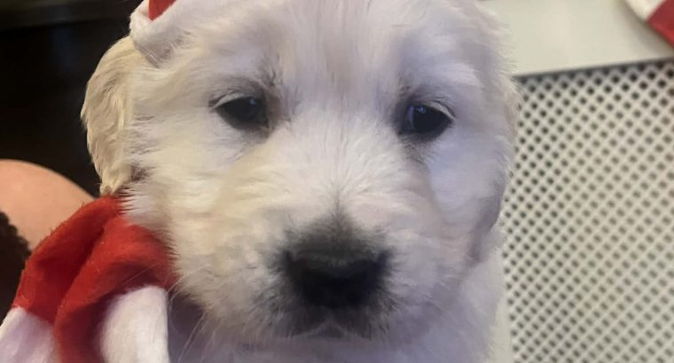 Beautiful golden retrievers