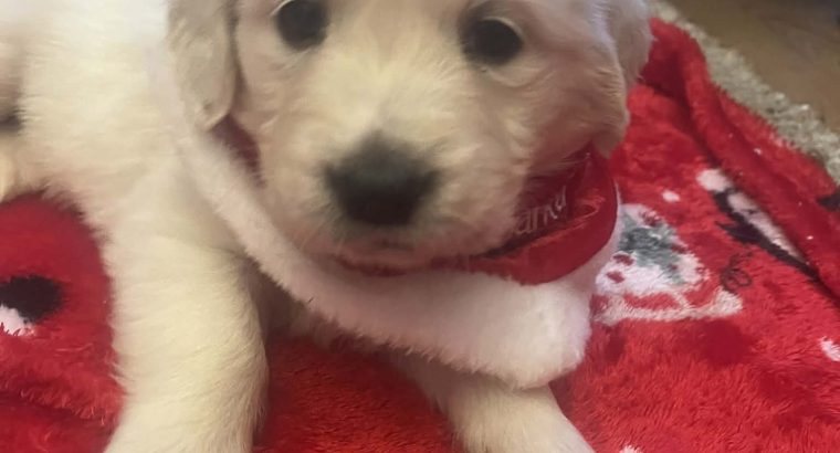 Beautiful golden retrievers