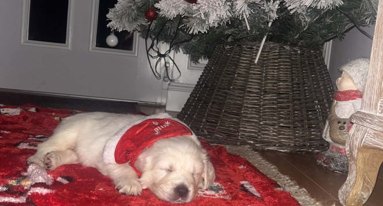 Beautiful golden retrievers