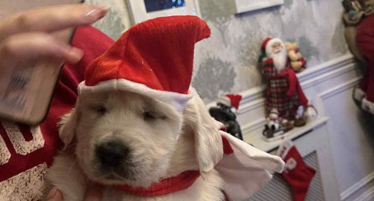 Beautiful golden retrievers