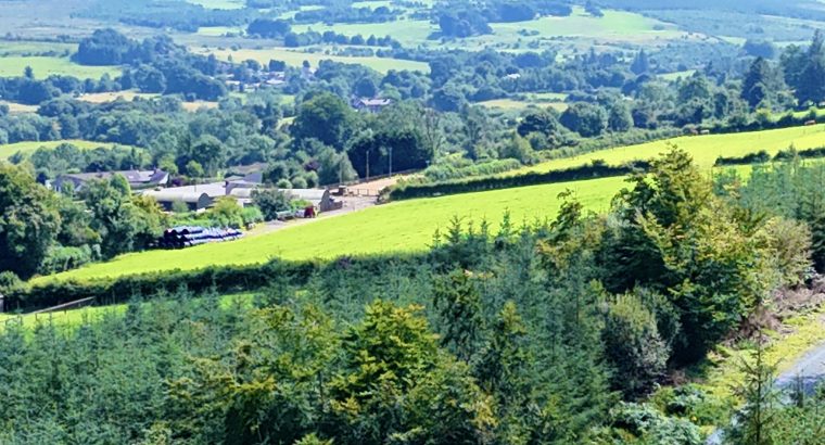 Pomeranian Cockapoo mix