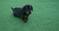 Miniature dachshund
