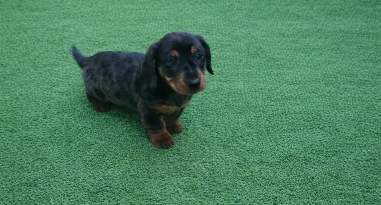 Miniature dachshund