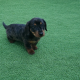 Miniature dachshund