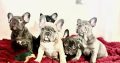 Beautiful French Bulldog puppies in Dublin – Born