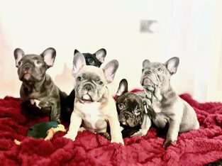 Beautiful French Bulldog puppies in Dublin – Born