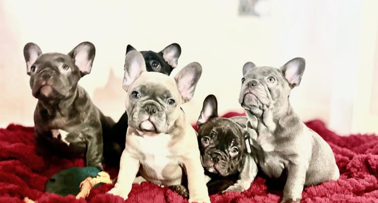 Beautiful French Bulldog puppies in Dublin – Born