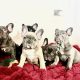 Beautiful French Bulldog puppies in Dublin – Born