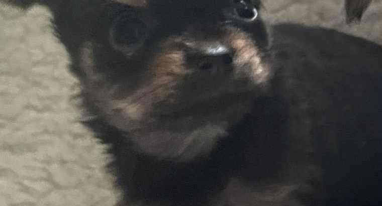 Chorkie pups