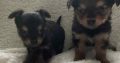 Chorkie pups