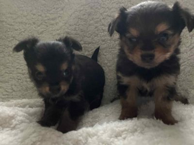 Chorkie pups