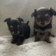 Chorkie pups