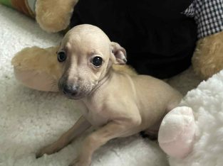 Italian greyhound