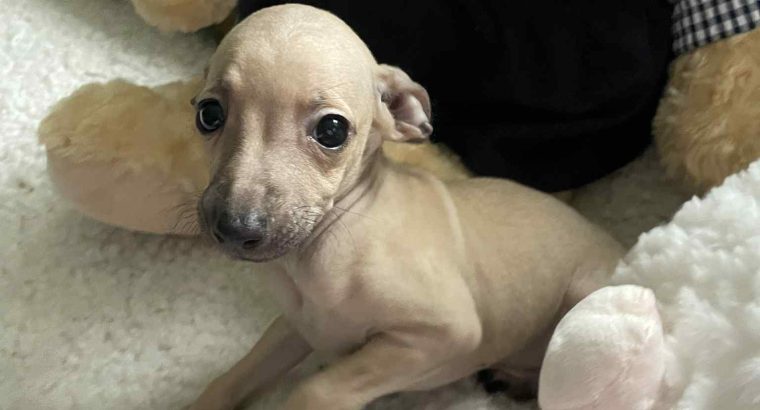 Italian greyhound