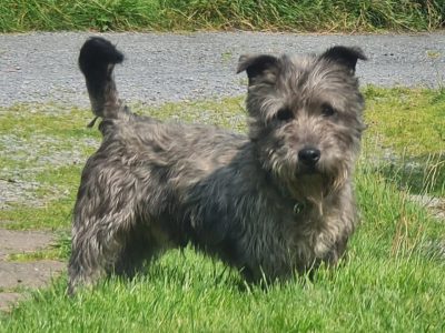 2 Glen of imaal terriers