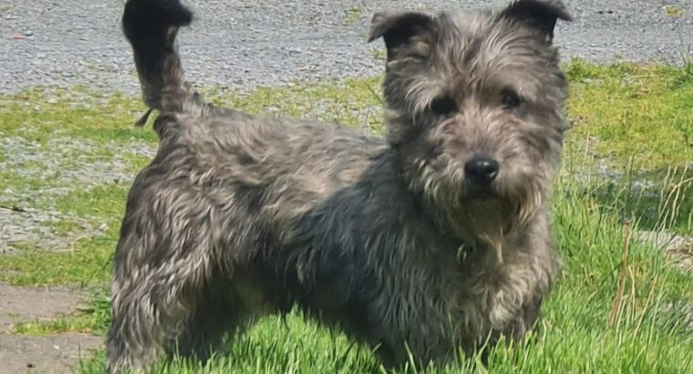 2 Glen of imaal terriers