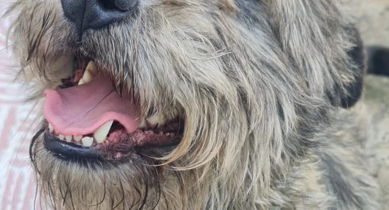 2 Glen of imaal terriers