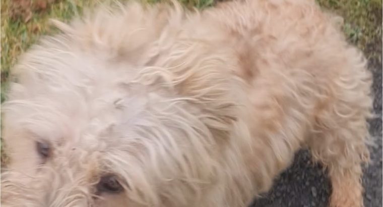 2 Glen of imaal terriers