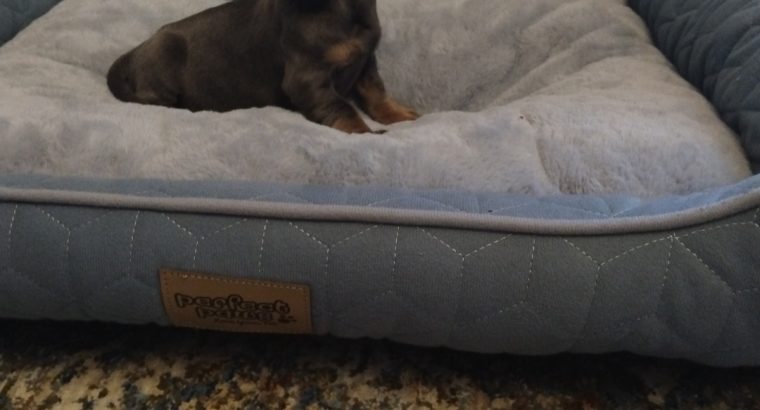 Miniature Dashhund Puppies