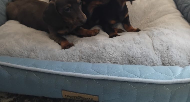 Miniature Dashhund Puppies