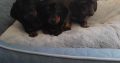 Miniature Dashhund Puppies