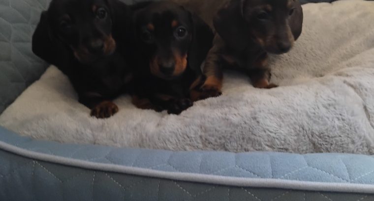 Miniature Dashhund Puppies