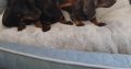 Miniature Dashhund Puppies