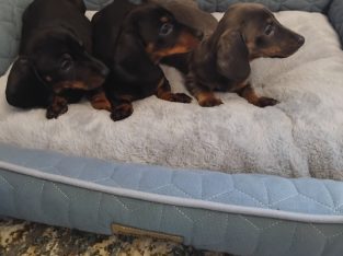 Miniature Dashhund Puppies